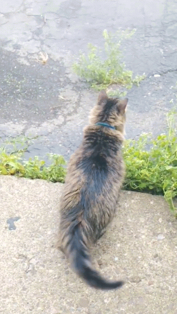 In Memory of Gracie-Emily A brown, long-haired female tabby standing in a parking lot, wagging her tail excitedly.