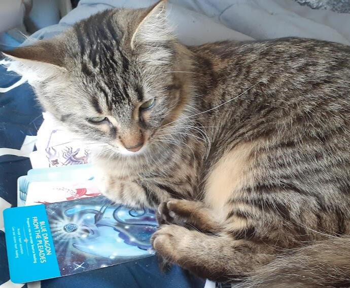 A young, long-haired, brown tabby female curled up on a pile of dragon oracle cards. Visible is a particular card, of a blue dragon hovering in space, encircling a blue rose. The card is titled, "BLUE DRAGON FROM THE PLEIADES." Card description is: "Prepar