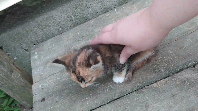 Cat activation An animated GIF of a small, stray calico kitten being petted forwards and backwards.